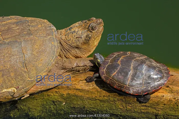 : Snapping turtle, Chelydra serpentina, and painted : Snapping turtle, Chelydra serpentina, and painted