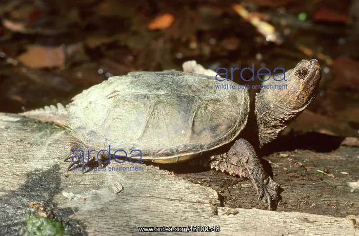 : Snapping Turtle (Chelydrya serpentina) : Snapping Turtle (Chelydrya serpentina)
