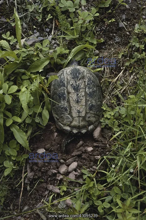 : Snapping Turtle Digging Nest : Snapping Turtle Digging Nest