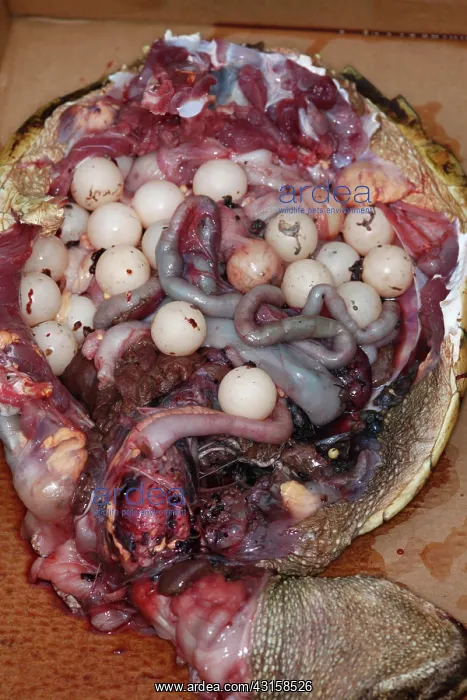 : Snapping Turtle Dissection : Snapping Turtle Dissection