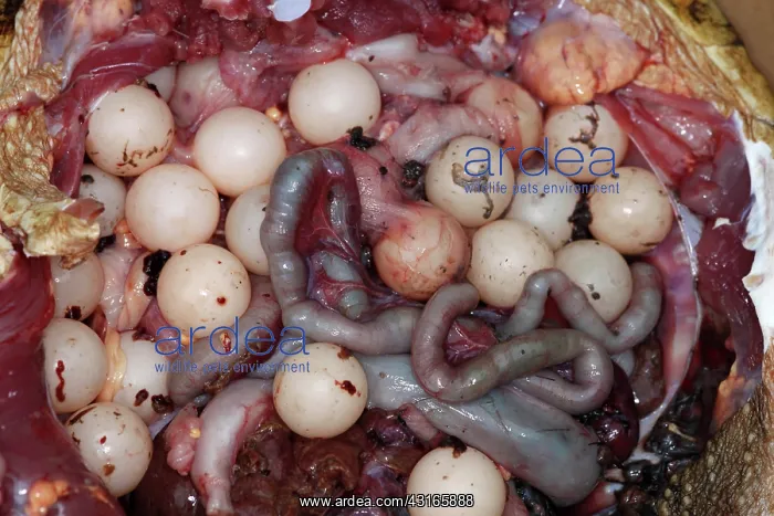 : Snapping Turtle Dissection : Snapping Turtle Dissection