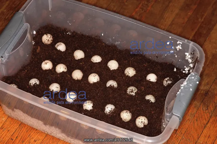 : Snapping Turtle Eggs : Snapping Turtle Eggs