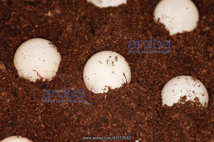 : Snapping Turtle Eggs : Snapping Turtle Eggs