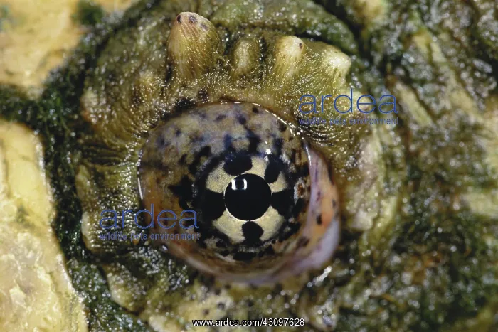 : Snapping Turtle Eye : Snapping Turtle Eye