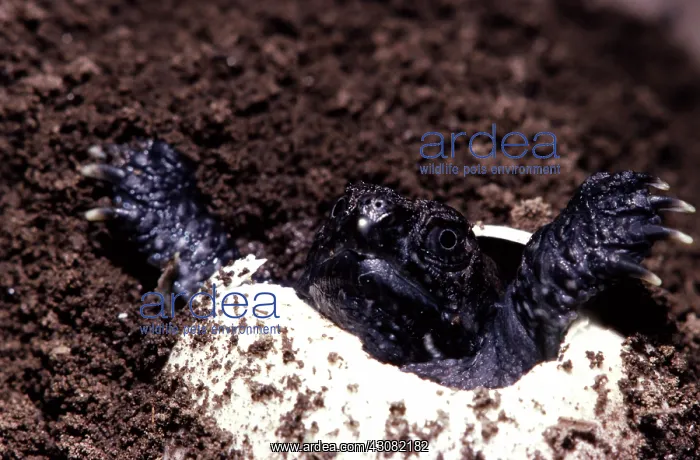 : Snapping Turtle hatching : Snapping Turtle hatching