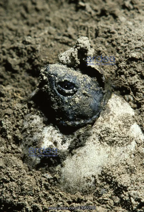 : Snapping Turtle Hatching : Snapping Turtle Hatching
