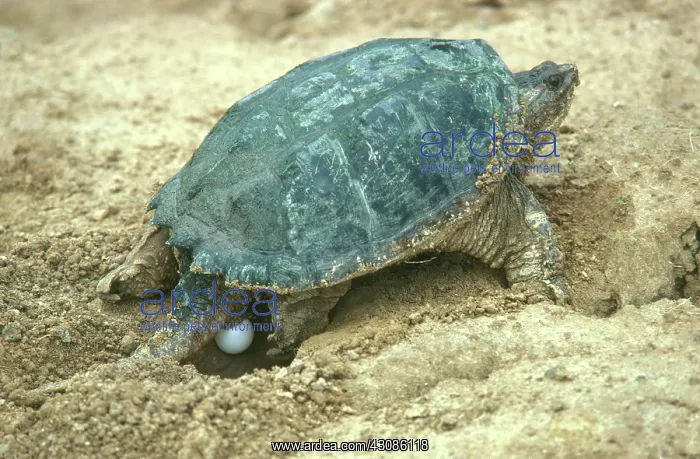 : Snapping Turtle Laying Eggs : Snapping Turtle Laying Eggs