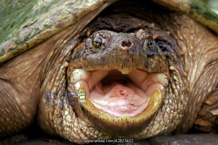 : Snapping Turtle - Male : Snapping Turtle - Male