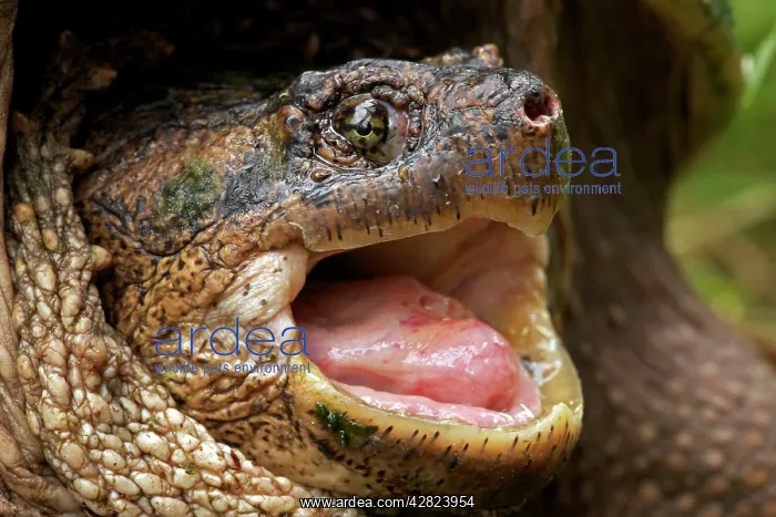 : Snapping Turtle - Male : Snapping Turtle - Male