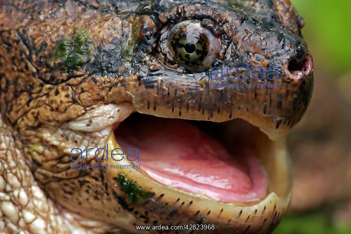 : Snapping Turtle - Male : Snapping Turtle - Male