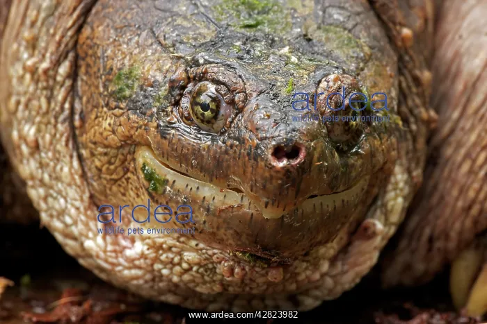 : Snapping Turtle - Male : Snapping Turtle - Male
