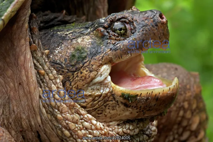 : Snapping Turtle - Male : Snapping Turtle - Male
