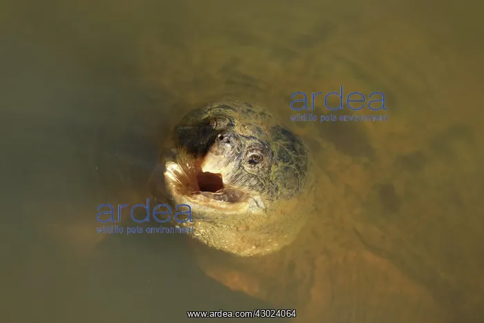 : Snapping turtle, Maryland, feeding on surface : Snapping turtle, Maryland, feeding on surface