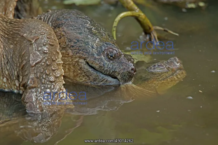  : Snapping Turtle mating