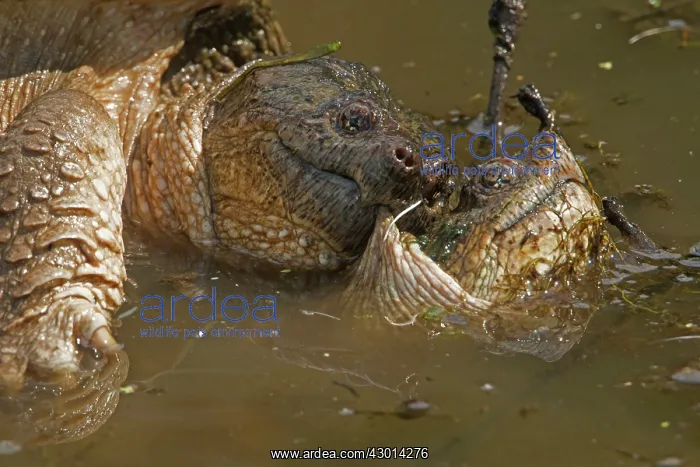  : Snapping Turtle mating