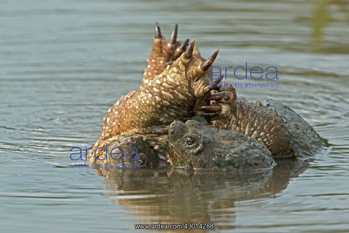  : Snapping Turtle mating