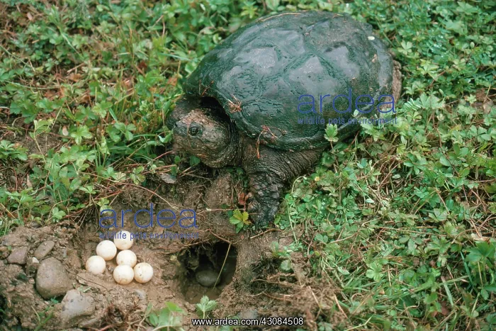 : Snapping Turtle at Nest : Snapping Turtle at Nest