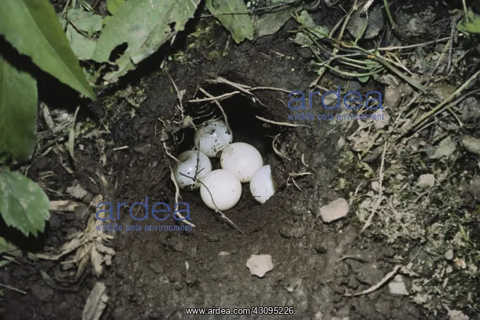 : Snapping Turtle Nest : Snapping Turtle Nest