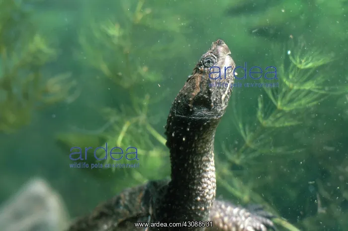 : Snapping Turtle Underwater : Snapping Turtle Underwater