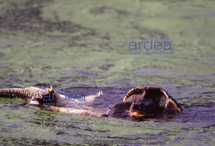 : Snapping Turtles : Snapping Turtles