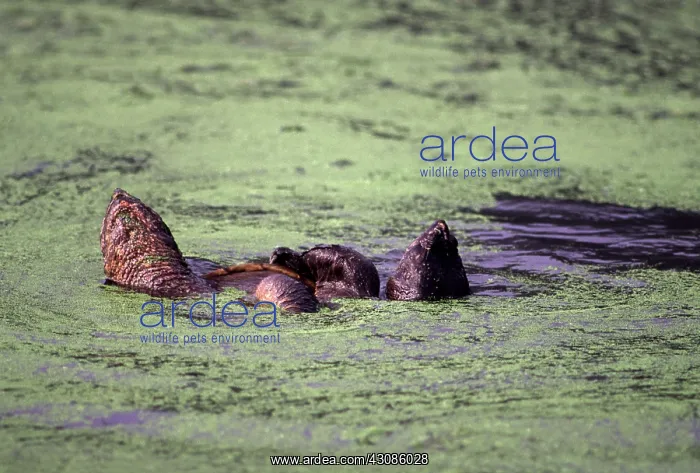 : Snapping Turtles : Snapping Turtles