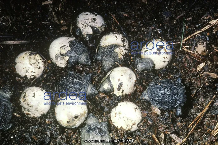 : Snapping Turtles : Snapping Turtles