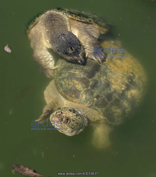 : snapping turtles, Chelydra serpentina, mating, Maryland : snapping turtles, Chelydra serpentina, mating, Maryland