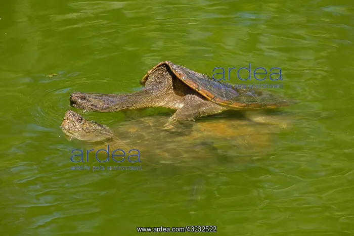 : snapping turtles, Chelydra serpentina, mating, Maryland : snapping turtles, Chelydra serpentina, mating, Maryland