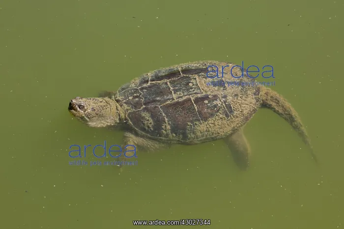 : Snapping turtle(s), Chelydra serpentina, Maryland : Snapping turtle(s), Chelydra serpentina, Maryland