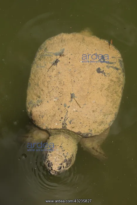 : Snapping turtle(s), Chelydra serpentina, Maryland : Snapping turtle(s), Chelydra serpentina, Maryland
