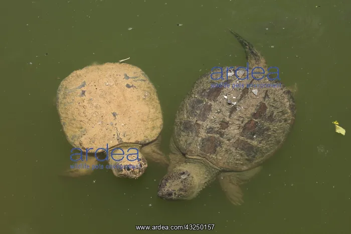 : Snapping turtle(s), Chelydra serpentina, Maryland : Snapping turtle(s), Chelydra serpentina, Maryland