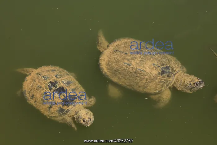 : Snapping turtle(s), Chelydra serpentina, Maryland : Snapping turtle(s), Chelydra serpentina, Maryland