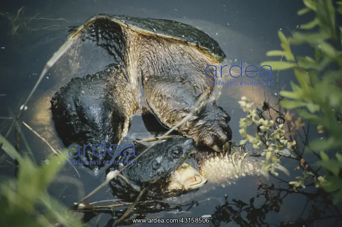 : Snapping Turtles Mating : Snapping Turtles Mating