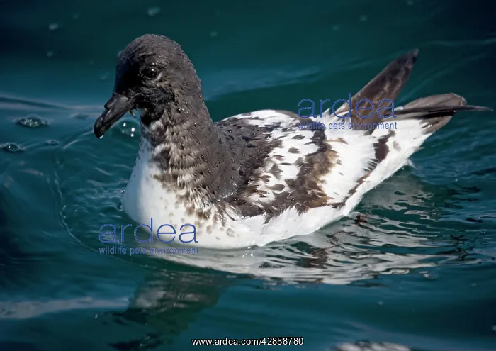 : Snares Cape pigeon / Cape Petrel : Snares Cape pigeon / Cape Petrel