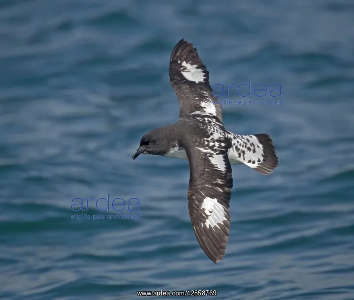 : Snares Cape pigeon / Cape Petrel - in flight, at sea : Snares Cape pigeon / Cape Petrel - in flight, at sea