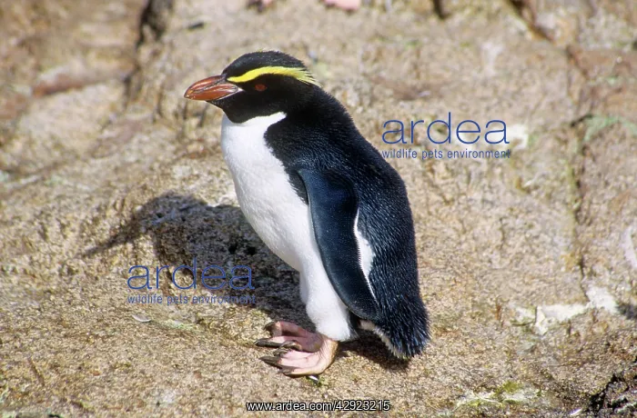 : Snares Crested Penguin : Snares Crested Penguin