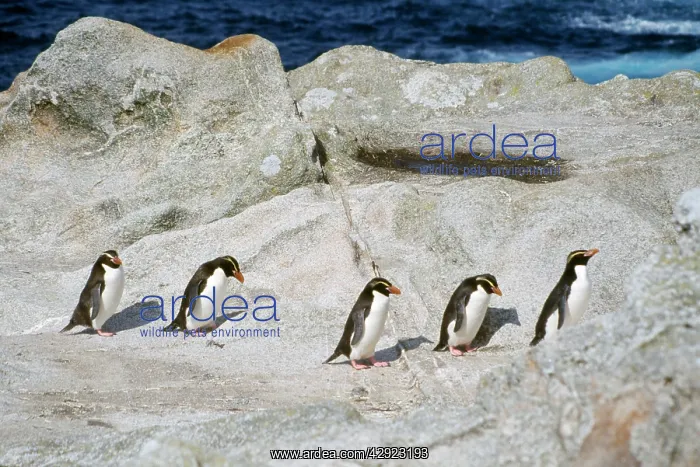 : Snares Crested Penguin - marching inland to moult : Snares Crested Penguin - marching inland to moult