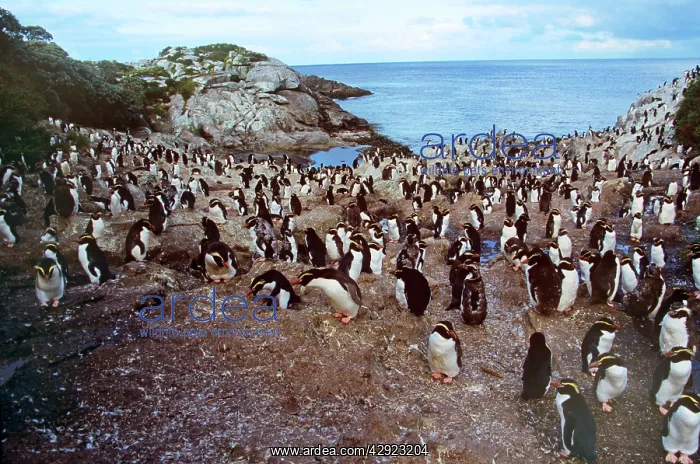 : Snares Crested Penguin - moulting : Snares Crested Penguin - moulting