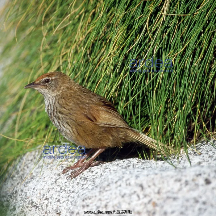: Snares Island Fernbird : Snares Island Fernbird