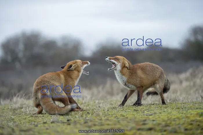 : Snarling... Fox, red fox (Vulpes vulpes) : Snarling... Fox, red fox (Vulpes vulpes)