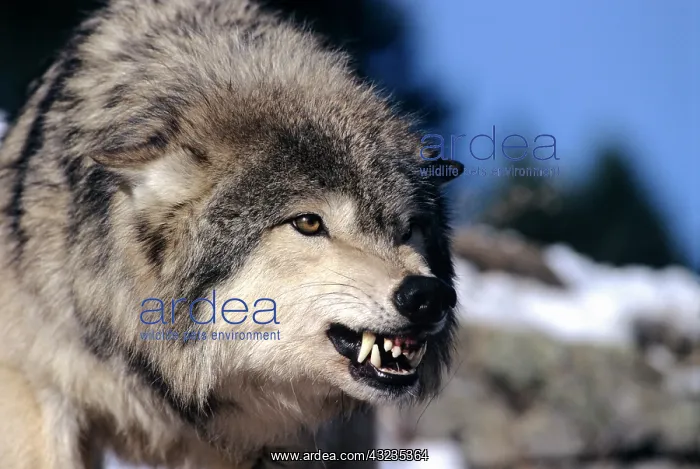 : Snarling Gray or Timber Wolf(Canis Lupus) : Snarling Gray or Timber Wolf(Canis Lupus)