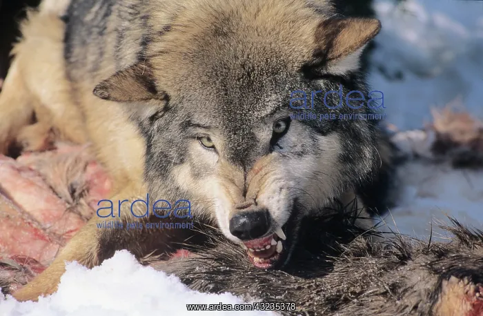 : Snarling Gray or Timber Wolf(Canis Lupus) : Snarling Gray or Timber Wolf(Canis Lupus)