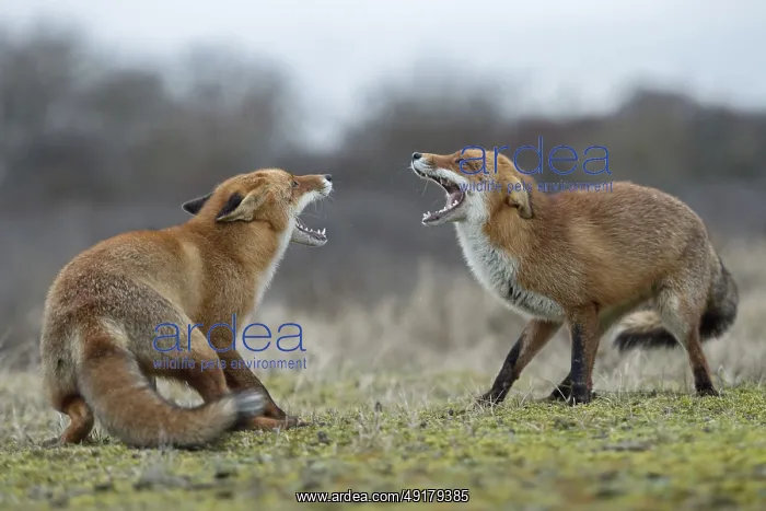 : Snarling... Red fox (Vulpes vulpes) : Snarling... Red fox (Vulpes vulpes)