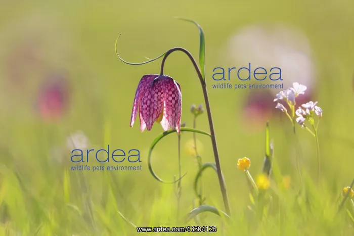 : Sneaks Head - flowering - Germany : Sneaks Head - flowering - Germany