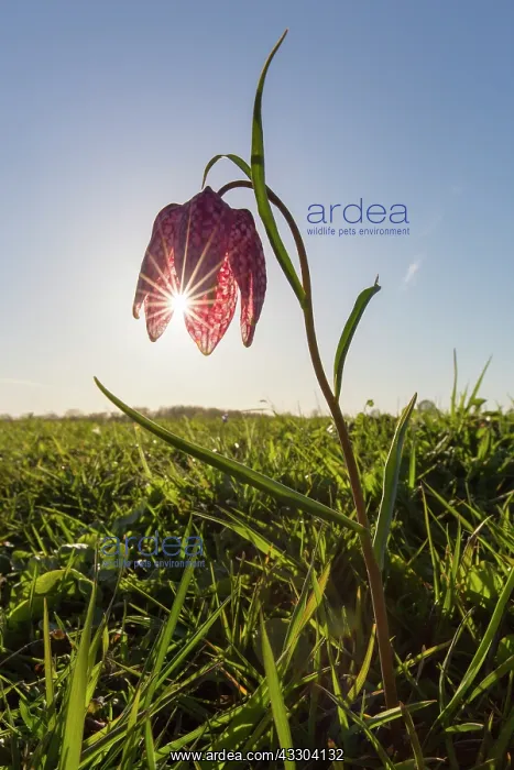  : Sneaks Head - flowering - Germany