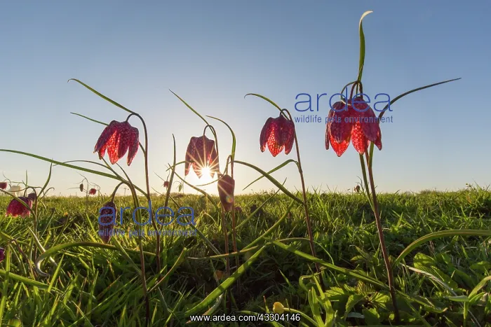 : Sneaks Head - flowering - Germany : Sneaks Head - flowering - Germany