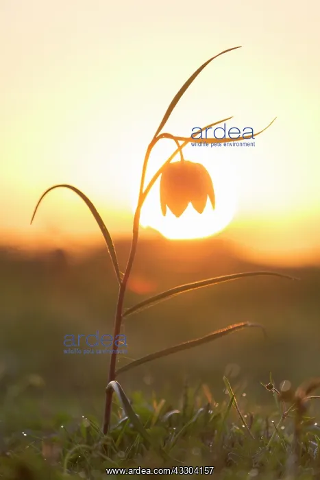 : Sneaks Head - flowering - Germany : Sneaks Head - flowering - Germany