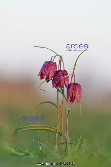: Sneaks Head - flowering - Germany : Sneaks Head - flowering - Germany