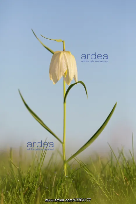 : Sneaks Head - flowering - Germany : Sneaks Head - flowering - Germany