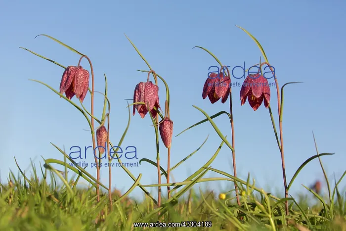 : Sneaks Head - flowering - Germany : Sneaks Head - flowering - Germany